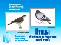 Демонстрационный материал Птицы нашей страны